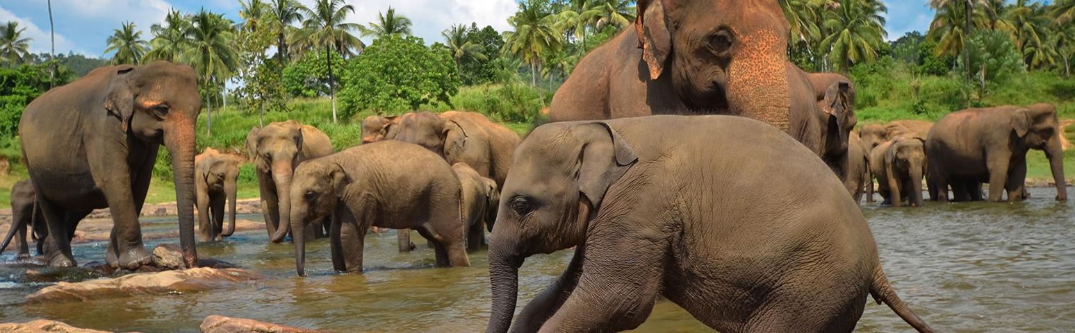 Rejser til Sri Lanka